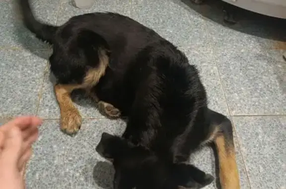 Найдена собака, Саратов, фото: Найдена собака, Миллеровская улица, 18, Саратов