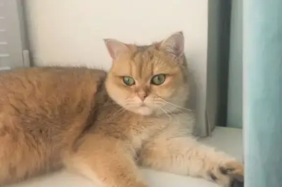 Пропала кошка, Некрасовский, Московская область - золотая шиншилла, отзывается на Верона - photo