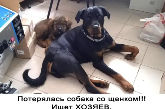 Найдена собака, Железногорск, фото: Найдена собака, улица Гайдара, 6, Железногорск - похожа на ротвейлера