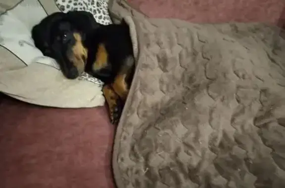 Пропала собака, Интернатская улица, 38, Куйбышев - чёрно-коричневый такса - photo