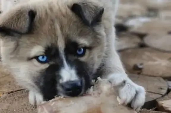 Пропала собака, Дорожная улица, 2А, Грановщина - голубые глаза, окрас типа соболь - photo