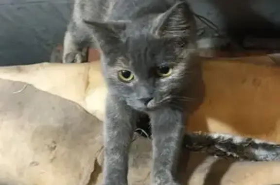 Найдена кошка, Елец, фото: Найдена кошка, улица Черокманова, 25, Елец - очень ручная и контактная