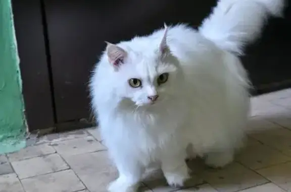 Найденные животные Владивосток, фото: Найдена кошка, улица Адмирала Юмашева, 14Г, Владивосток - белая и пушистая