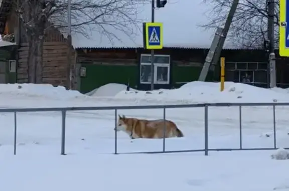 Найдена собака, Тюмень, фото: Найдена собака, Комбинатская улица, Тюмень - крупный в ошейнике с цепью