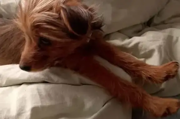 Пропал собака, Универсальная улица, Новосибирск - рыжий, 4.5 месяца - photo