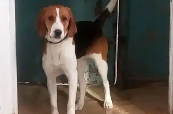 Пропала собака, Р-243, Загарское сельское поселение, Загарское - эстонская гончая, 8 месяцев - photo