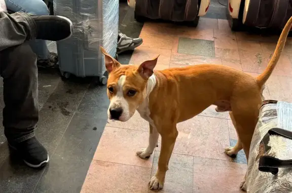 Найден собака, улица Ширямова, 13, Иркутск - рыжий щенок стаффордширского терьера - photo