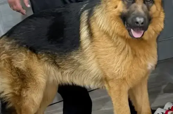 Пропал собака, Дачное сельское поселение, Татарстан - овчарка по кличке Арчи - photo