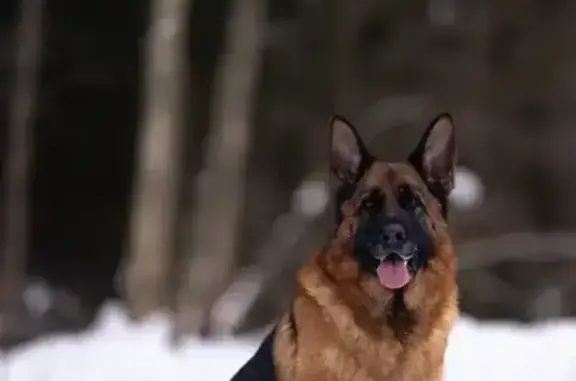 Найдена собака, Йошкар-Ола, фото: Найдена собака, Йошкар-Ола, Марий Эл - внешне похожа на овчарку