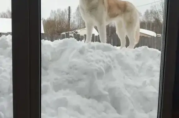 Пропала собака, Заречная улица, 93, Истомино - белое пятно на рыжем - photo