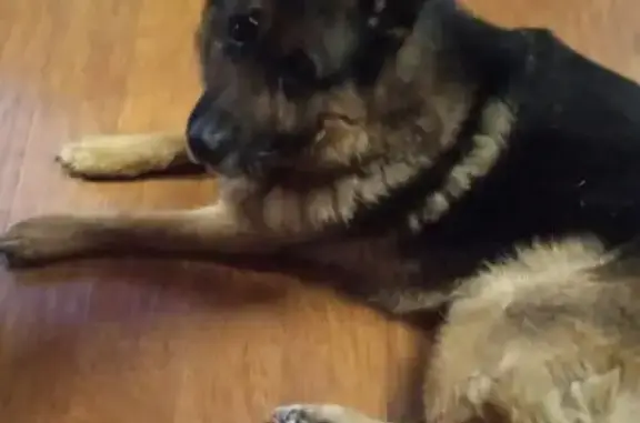 Пропал собака, Ясная улица, 9, Томск - кобель немецкой овчарки - photo