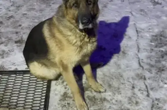 Пропал собака, Ардатовская улица, 56, Волгоград - немецкая овчарка - photo