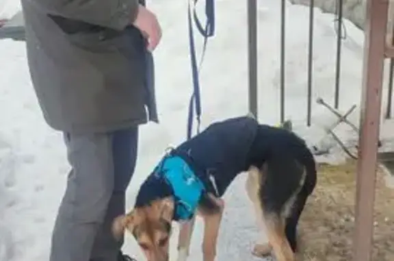 Найдена собака, Москва, фото: Найден собака, Афанасовское шоссе, Москва - в голубой попоне