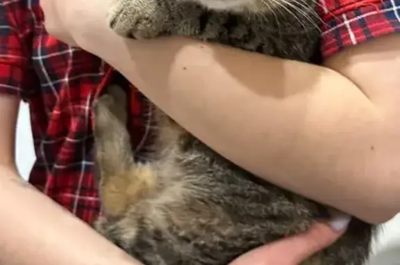 Найдена кошка, Тамбов, фото: Найдена кошка, улица Чичерина, 23, городской округ Тамбов - шотландская вислоухая