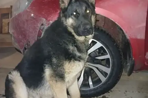 Пропал собака, Уфа - photo