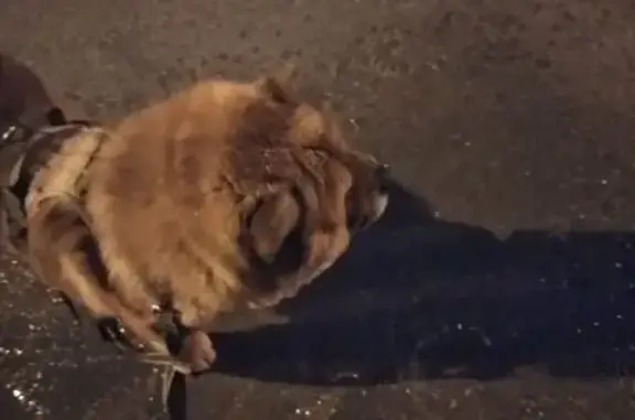 Пропал собака, мужской, 4-я улица Шевцовой, Новосибирск - рыжий с синим языком - photo