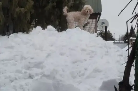 Пропал собака, мужской, улица Айвазовского, 5, Тула - белый с рыжими ушами - photo