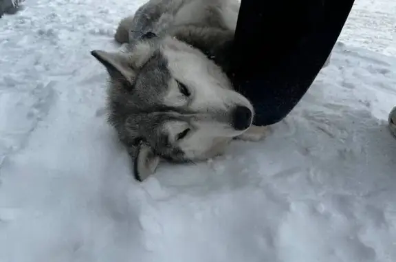 Найденные животные Новосибирск, фото: Найдена собака, улица Пришвина, 3, Новосибирск - помесь хаски с ободранным ошейником