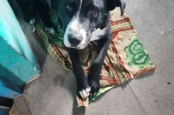 Найденные животные Злынка, фото: Найдена собака, мужской, Советская улица, Злынка