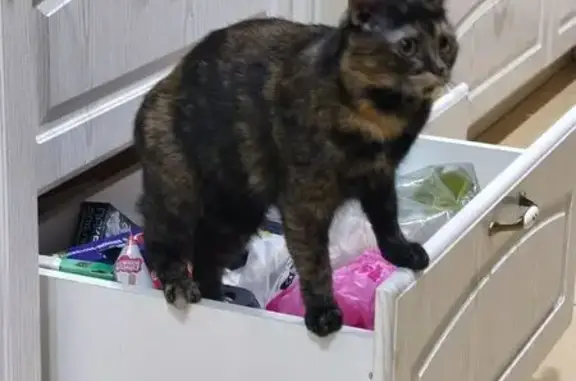 Пропала кошка Девочка, Отрадное (rl1150500) - photo