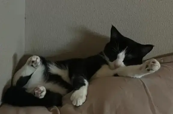 Найденные животные Сочи, фото: Найден кот, улица Островского, 1, Сочи - чёрно-белый и ласковый