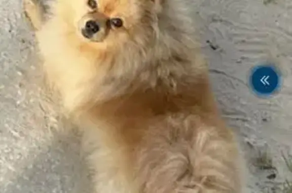 Пропал собака, Нефтеюганский район — рыжий соболь с кривой лапкой - photo