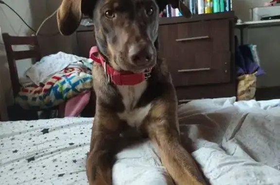 Пропал собака, улица Таманской Армии, 58, Белореченск - помесь добермана, красный ошейник - photo