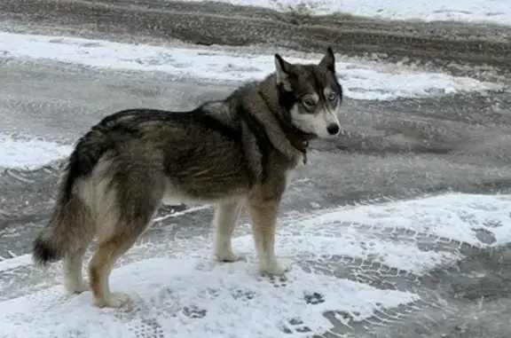 Найдена собака, Мытищи, фото: Найдена собака, Новослободская улица, Мытищи - коричневый ошейник