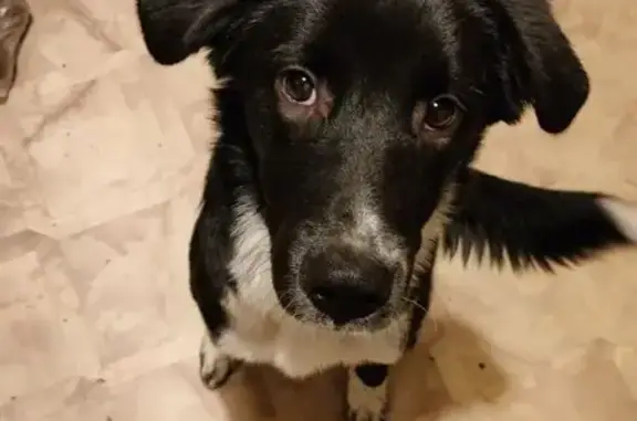 Найдена собака, Санкт-Петербург, фото: Найден щенок, Варшавская улица, 50, Санкт-Петербург - чёрный с белым окрасом