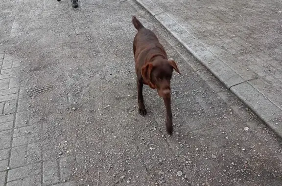 Найдена собака, Калининград, фото: Найдена собака, Фортовый переулок, 10, Калининград - мечется в ошейнике