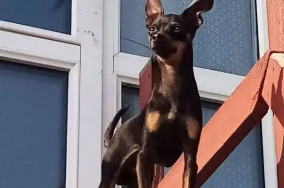 Пропал собака, 17, Курган - черный терьер с длинными ногами - photo