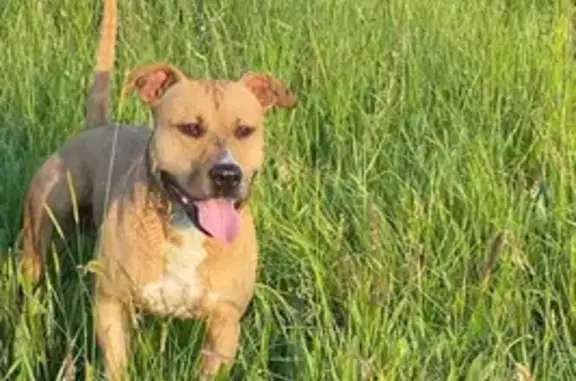 Пропал собака, улица 8 Марта, 38, Аргаяш - рыжий, откликается на кличку Арес - photo