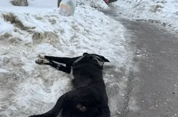 Найдена собака, Красногорск, фото: Найдена собака, Ильинское шоссе, Красногорск - с шлейкой, видимо была домашняя