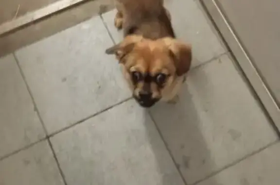 Найдена собака, Екатеринбург, фото: Найден пёс, Косьвинский переулок, 48, Екатеринбург