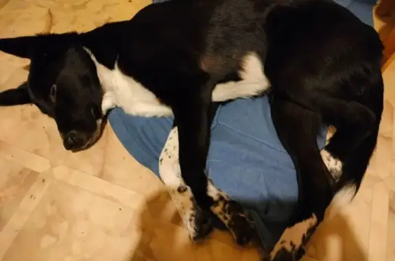 Найдена собака, Санкт-Петербург, фото: Найден собака, мужской, Варшавская улица, Санкт-Петербург - ухоженный и молодой