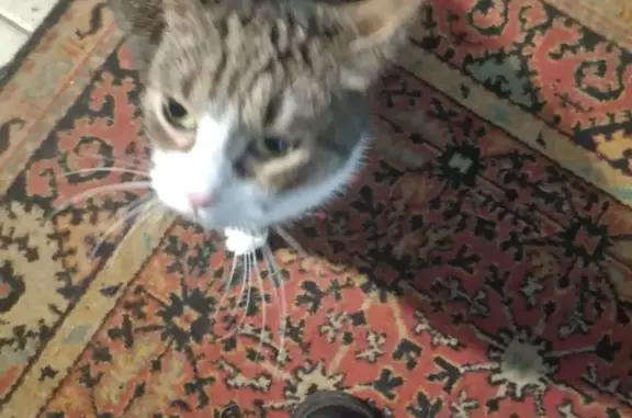 Найдена кошка, Санкт-Петербург, фото: Найдена кошка, Софийская улица, Санкт-Петербург - серая в полосочку, мордочка белая