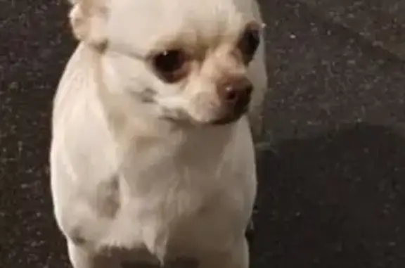 Найдена собака, Санкт-Петербург, фото: Найдена собака, улица Маршала Казакова, Санкт-Петербург - чихуахуа