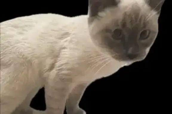 Кошки потеряшки, Белгород, фото: Потеряшка кошка, улица 5 Августа, 24, Белгород