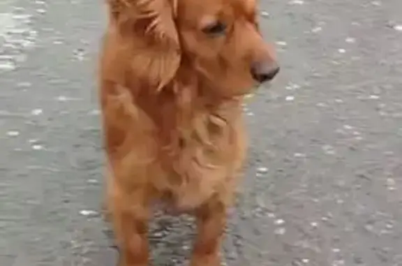 Найдена собака, Волгоград, фото: Найдена собака, Волгоград - похожа на спаниеля с ошейником