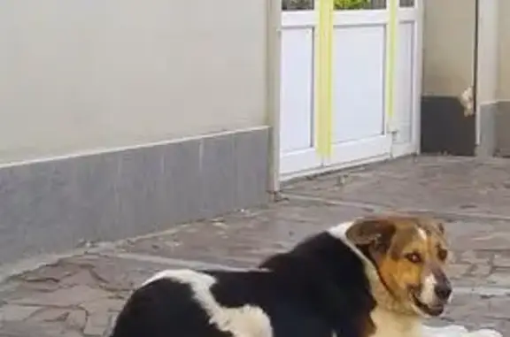 Пропала собака, Карачевский переулок, 6, городской округ Орёл - photo