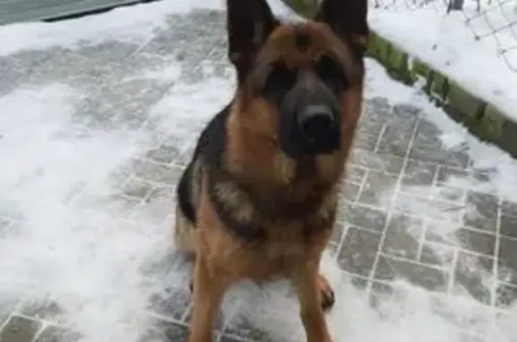 Пропала собака, Грузинская улица, 48, Саратов - немецкая овчарка, окрас рыже-черная - photo