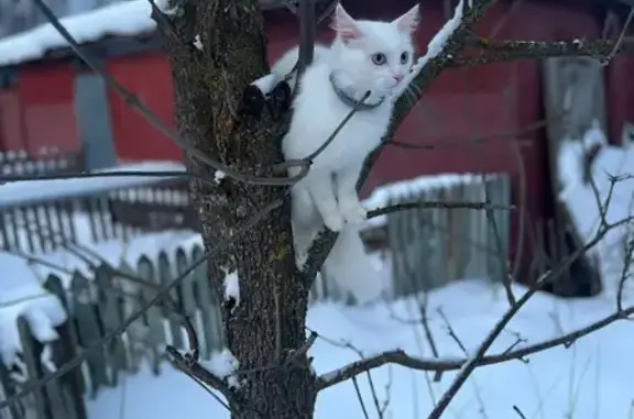 Пропала кошка, улица Шибанкова, 59, Наро-Фоминск - белая, пушистая, розовый ошейник - photo