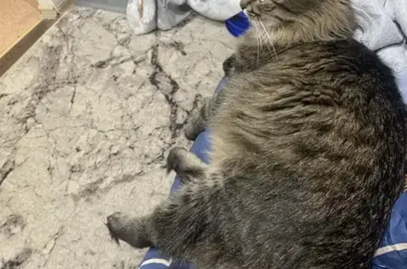 Пропала кошка, Загородный проезд, Владимир - photo