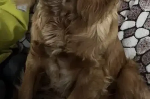 Пропала собака, Уфа, Башкортостан - порода русский охотничий спаниель - photo