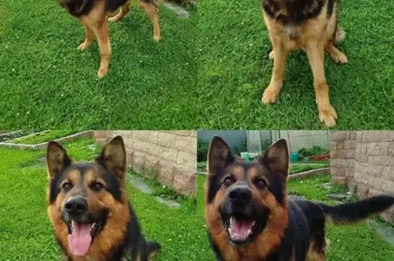 Пропала собака, улица Братьев Улюшкиных, 22, городской округ Лобня - photo