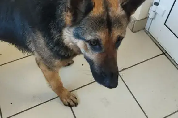 Найдена собака, Киров, фото: Найдена собака, Московская улица, 102В к1, Киров - овчарочка