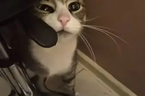 Найдена кошка, Санкт-Петербург, фото: Найдена кошка, Бухарестская улица, Санкт-Петербург - полосатая с белыми носочками