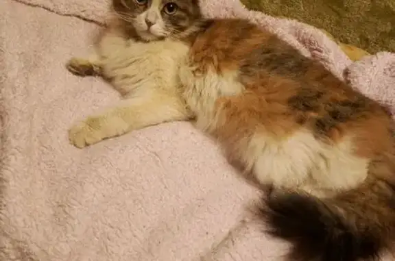 Найдена кошка, Красный Бор, фото: Найдена кошка, 10, Красный Бор, Красный Бор - трёхцветная, пушистая