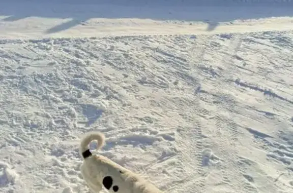 Пропал собака, Тинсарино, Чувашия, Демешкино - маленький бело-черного окраса - photo