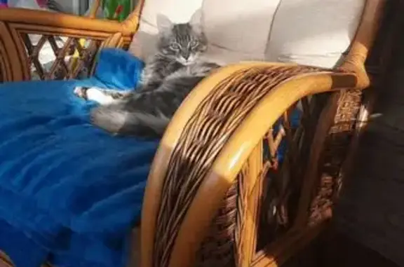 Пропала кошка, улица Генерала Маргелова, Тула - photo